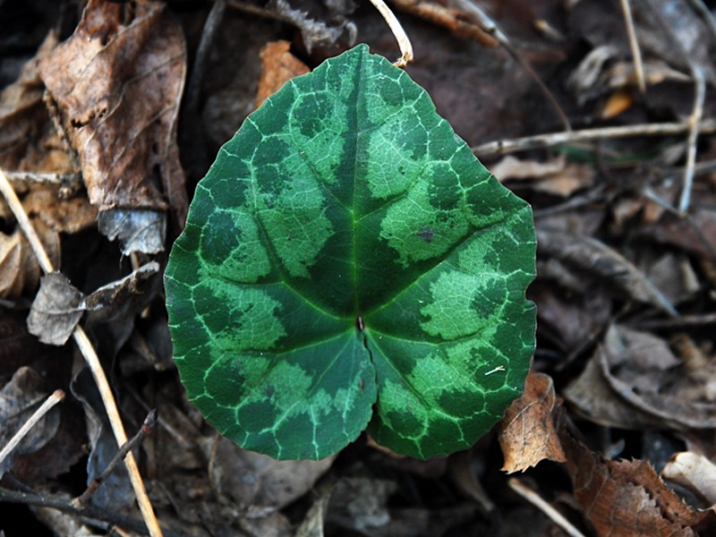 Cyclamen purpurascens